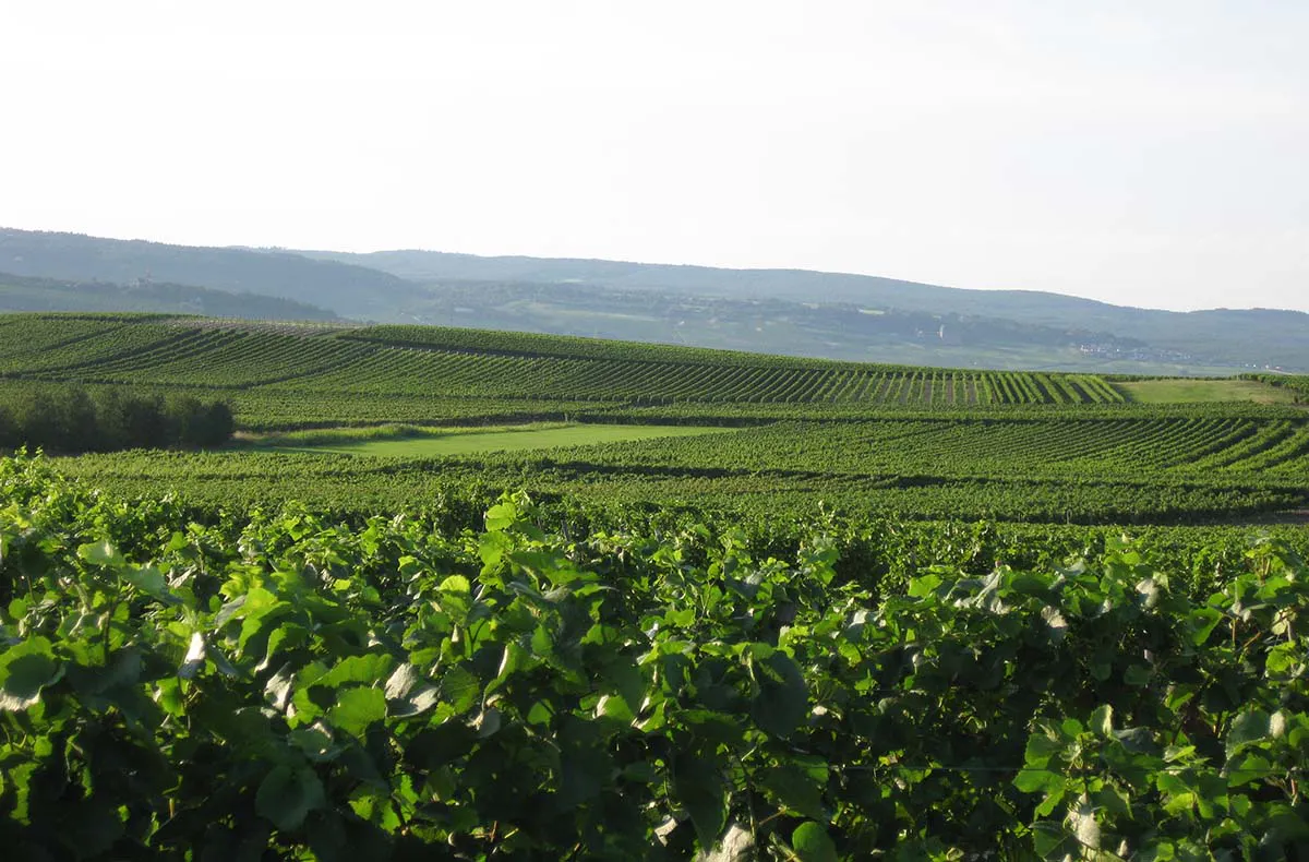 Online Weintasting - 5