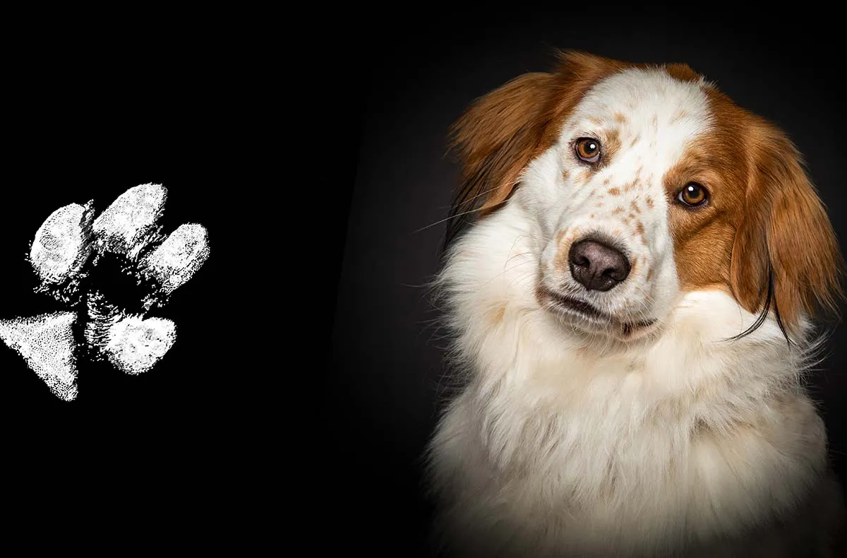 Pfotenabdruck Seevetal - 2