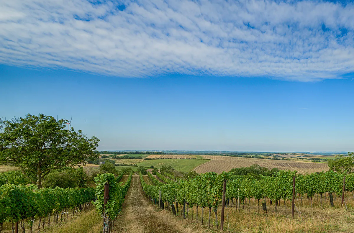 Picknick im Weingarten Hohenruppersdorf für 2 - 5