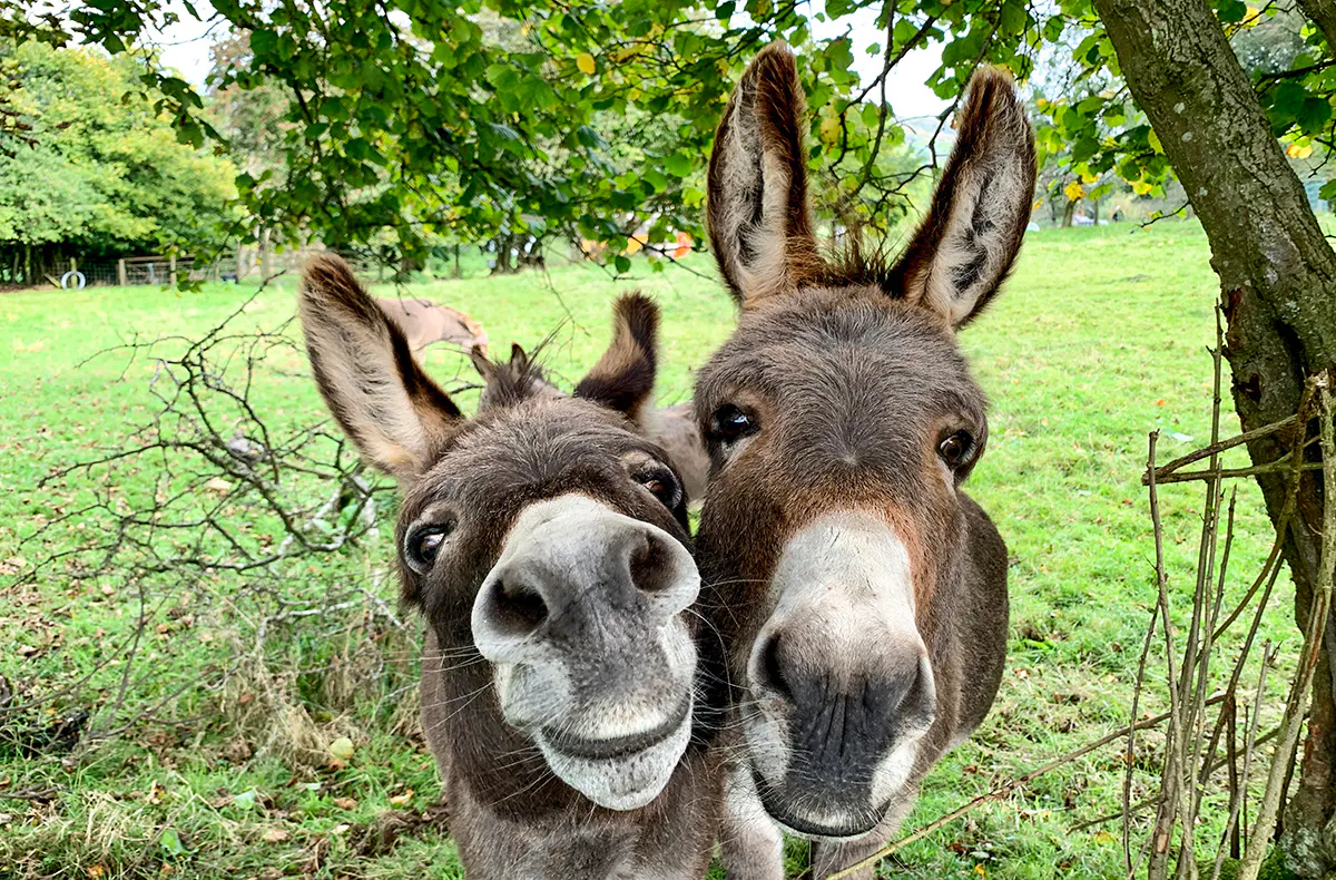 Planwagenfahrt mit Einkehr Fichtenau - 6