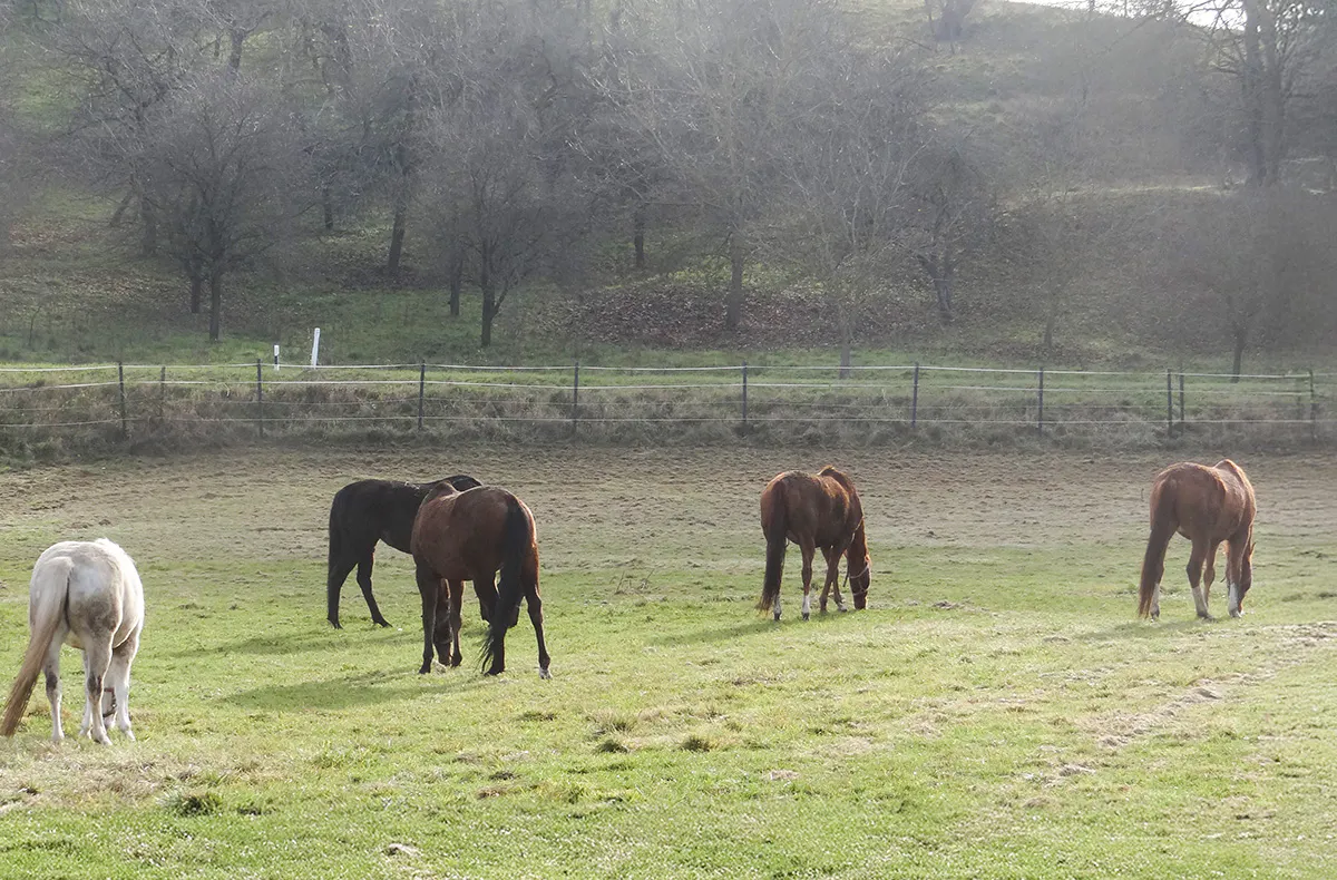 Reitstunde Diebach - 5