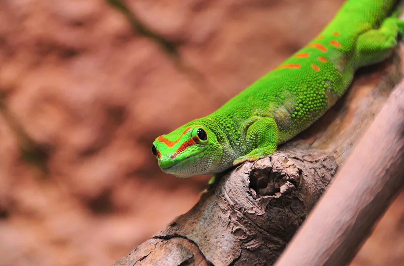 Tierpfleger Landau (Reptilien)