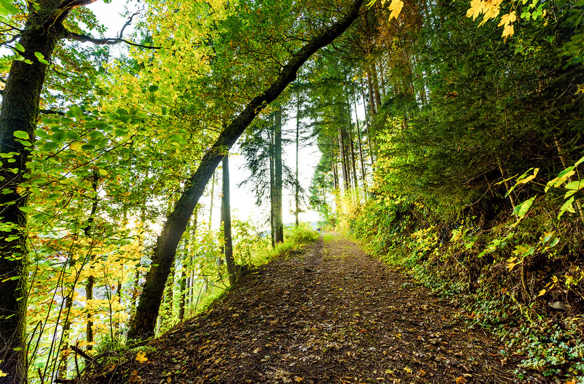 Romantikurlaub in der Blockhütte Schwarzwald für 2 (1 Nacht) - 7