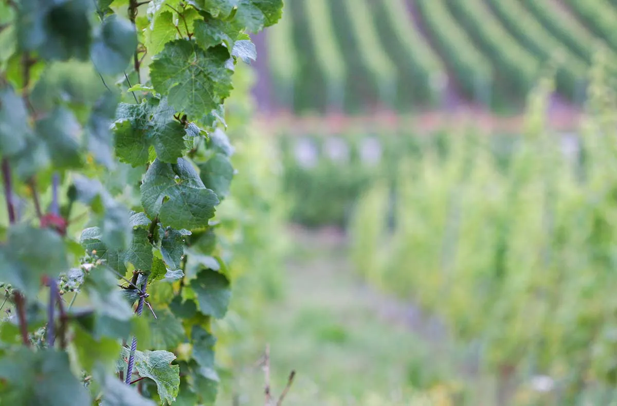 Kurzurlaub im Weingut an der Mosel für 2 (2 Nächte) - 13