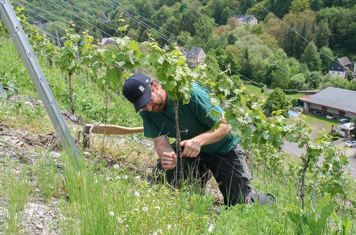 Kurzurlaub im Weingut an der Mosel für 2 (2 Nächte) - 14