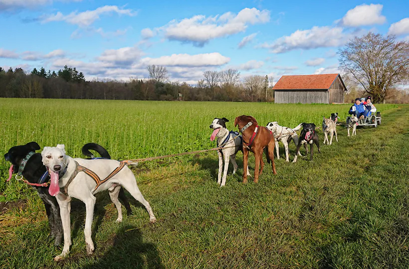 Schlittenhundefahrt Schwabmünchen