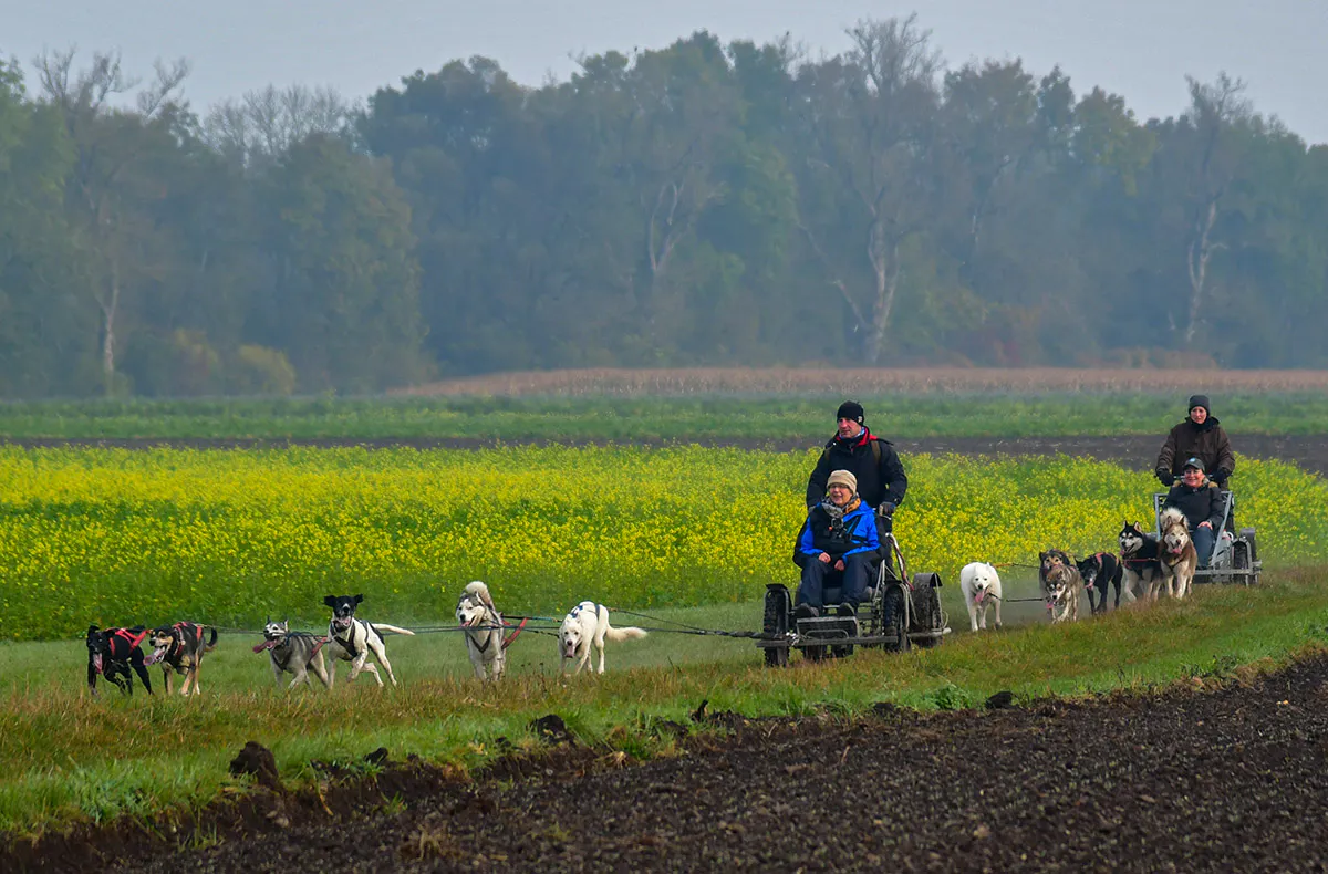 Schlittenhundefahrt Schwabmünchen - 5