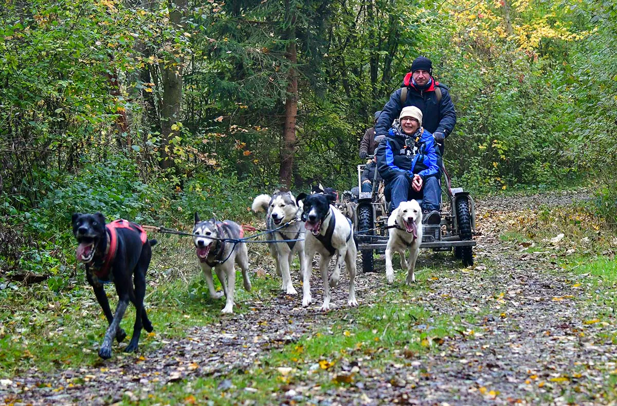 Schlittenhundefahrt Schwabmünchen - 6