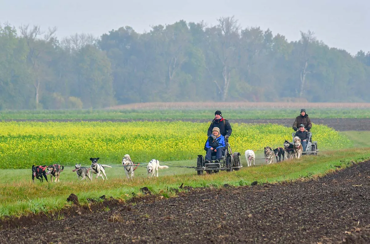 Schlittenhundefahrt Schwabmünchen - 7