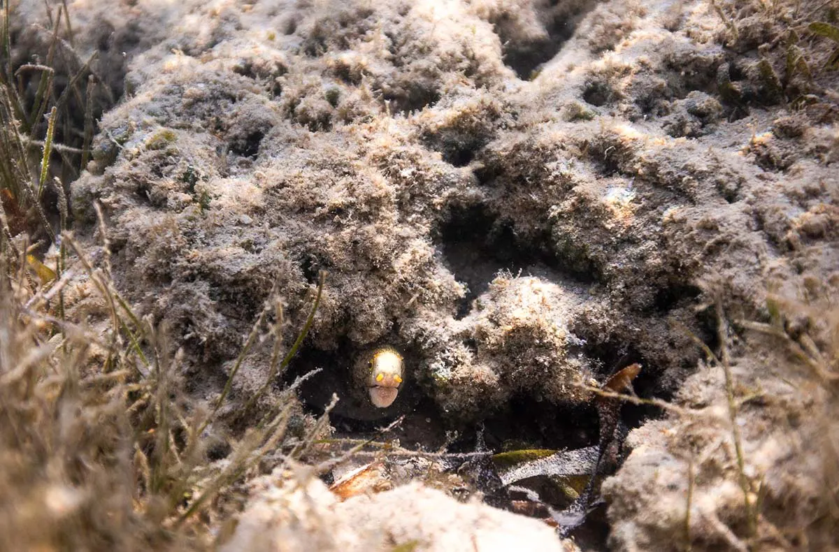 Schnorchelkurs Steina - 5