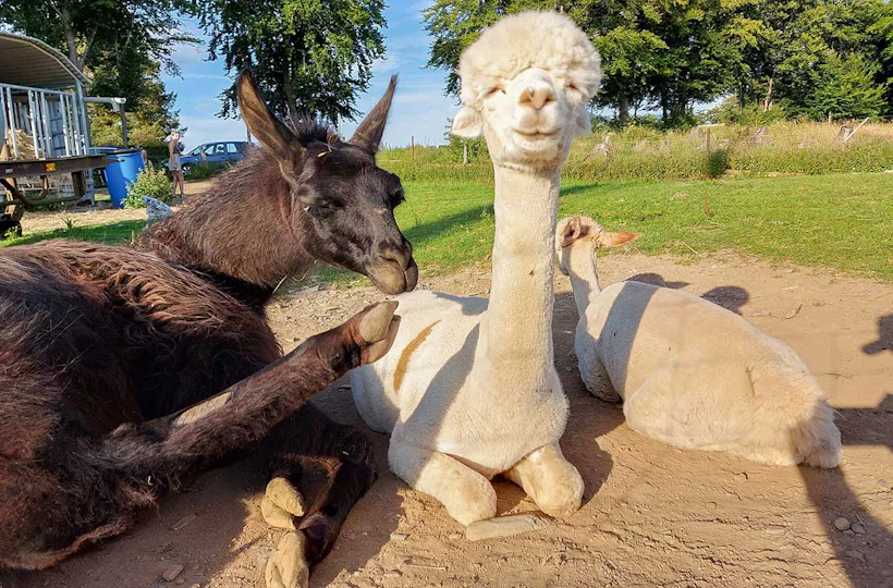 Schokofondue mit Alpaka Erlebnis in der Eifel