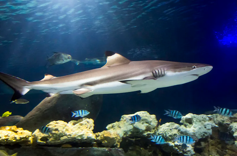 Sea Life Hannover