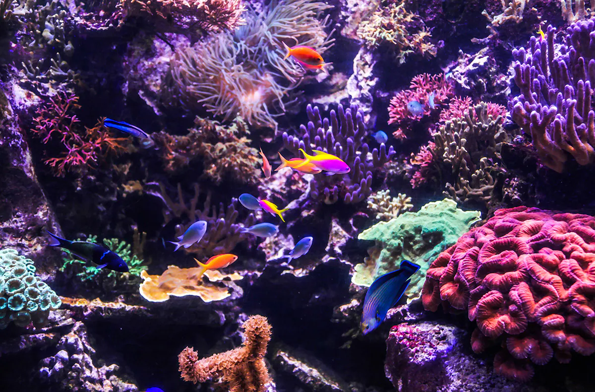 Sea Life Hannover (Kinder-Ticket) - 5