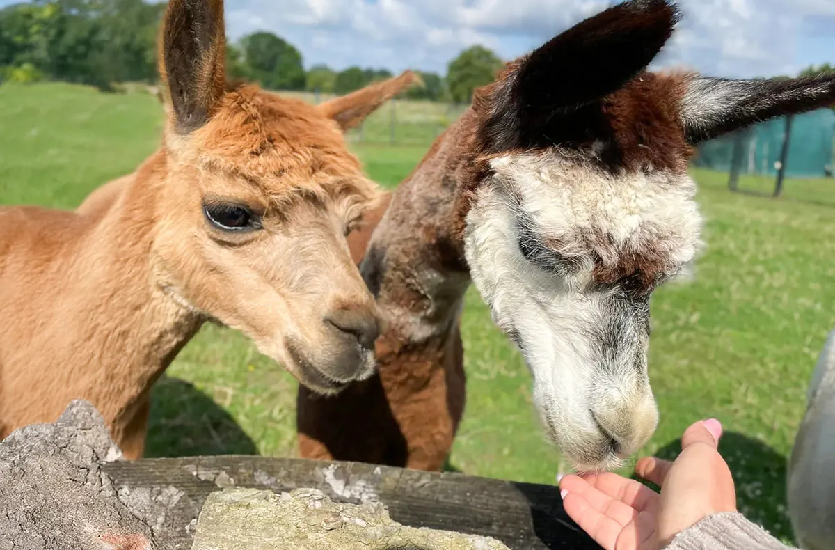 Seife herstellen aus Alpakawolle Petershagen - 5