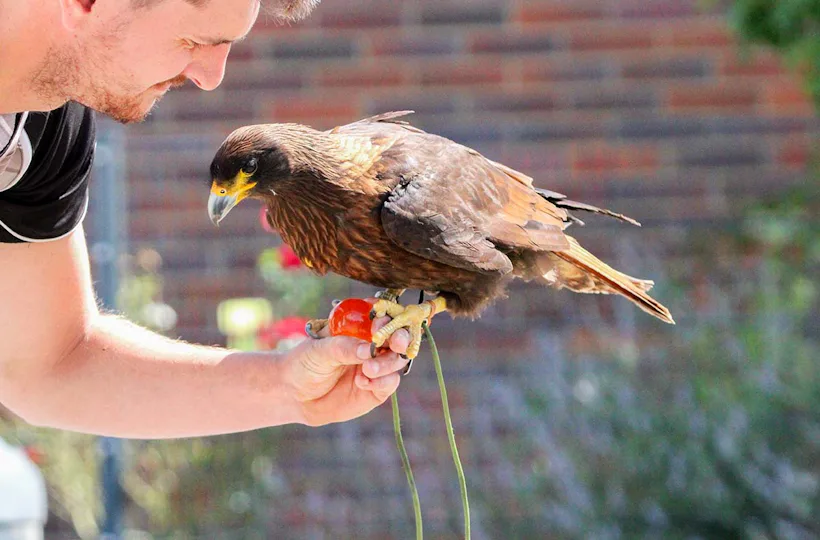 Spaziergang mit Greifvogel Pollhagen