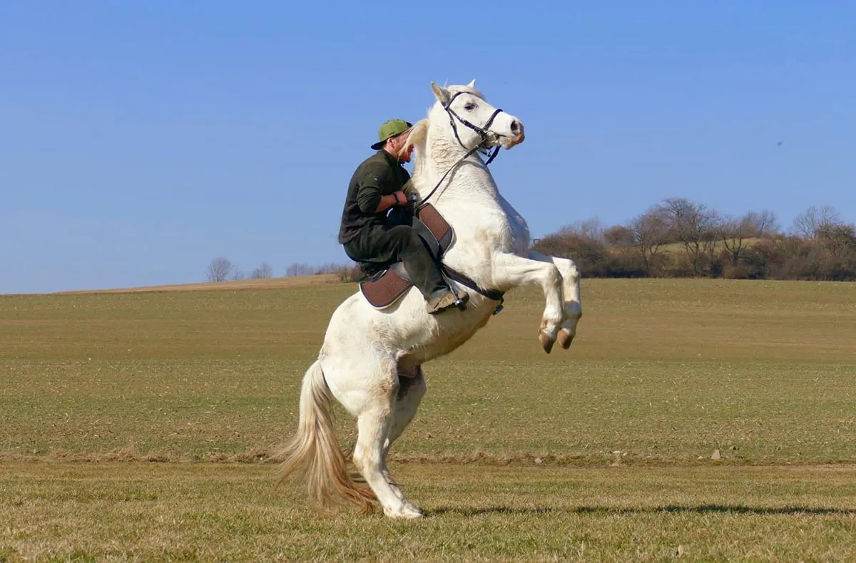 Stuntreiten Herrnhut - 5