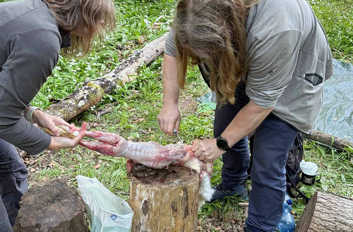Survival Training Raum Stuttgart (Jagd- und Fallenbau) - 5