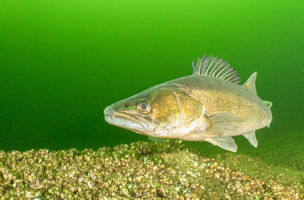 Tauchkurs Raben Steinfeld - 6