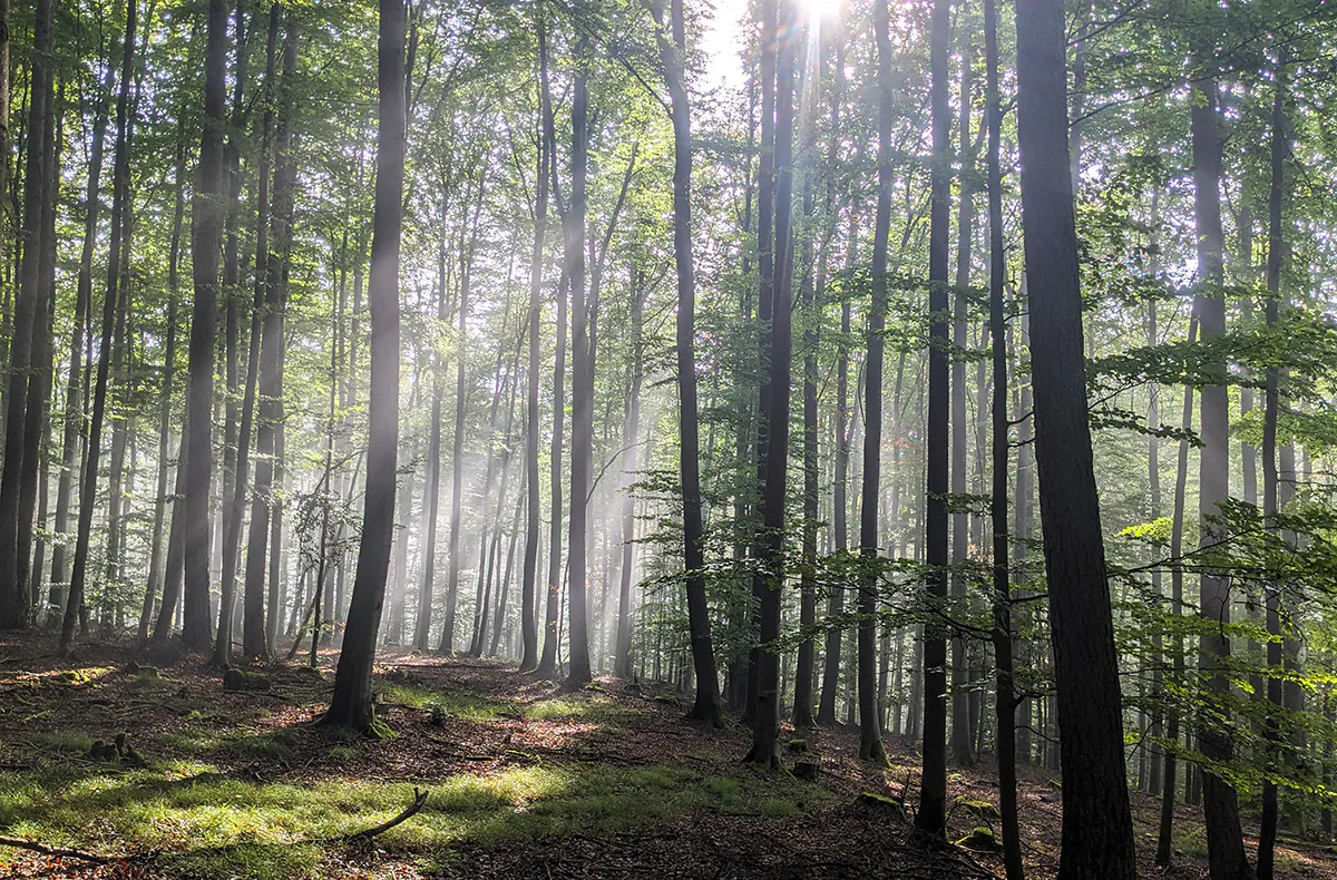 Tiny House Übernachtung Geusfeld für 2 (2 Nächte) - 18