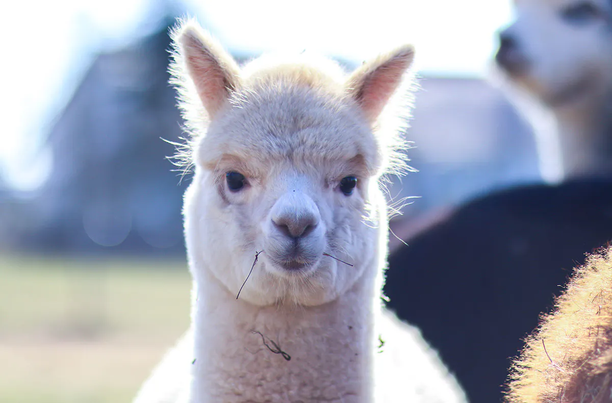 Tipi Übernachtung Bad Salzungen für 2 (1 Nacht) - 7