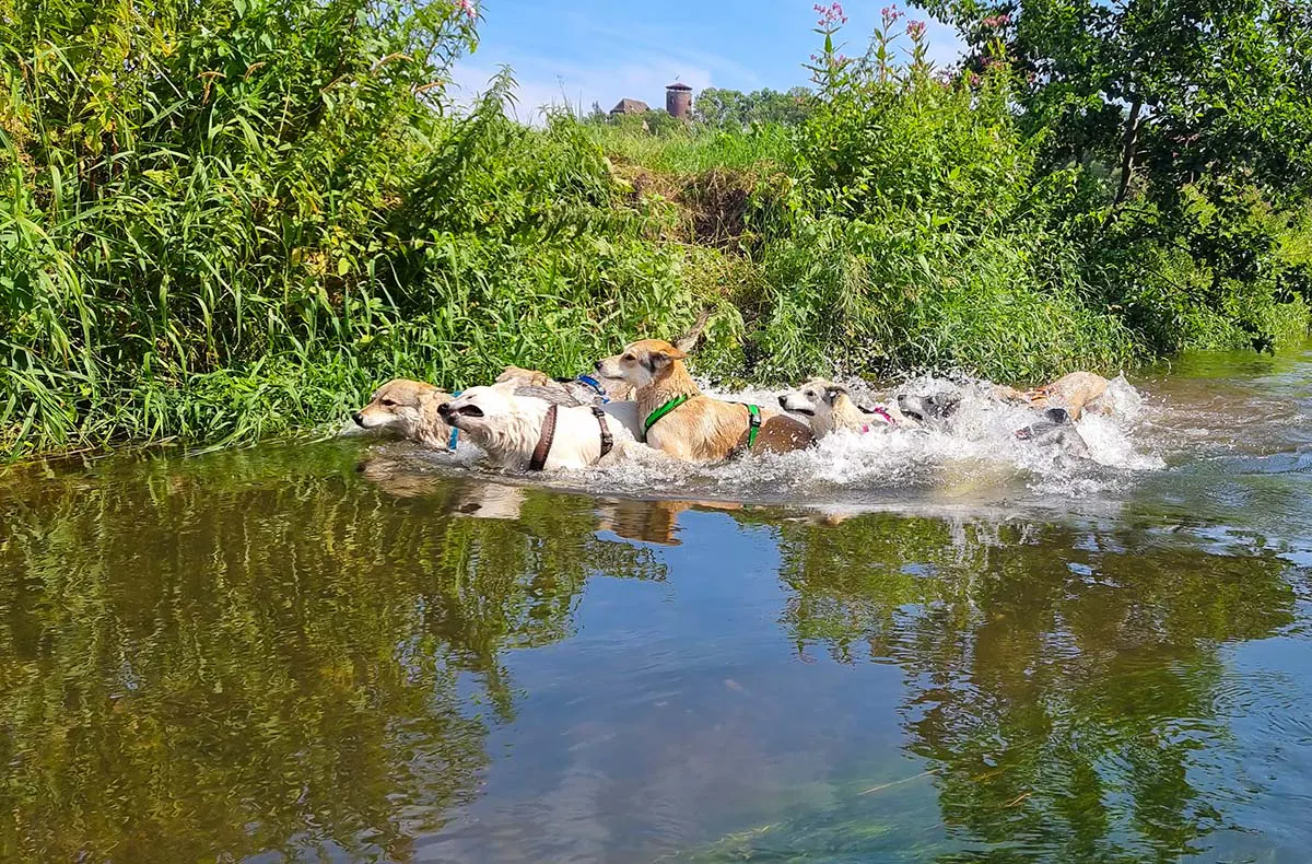 Trekkingtour Hofgeismar (Wolfhunde) - 5