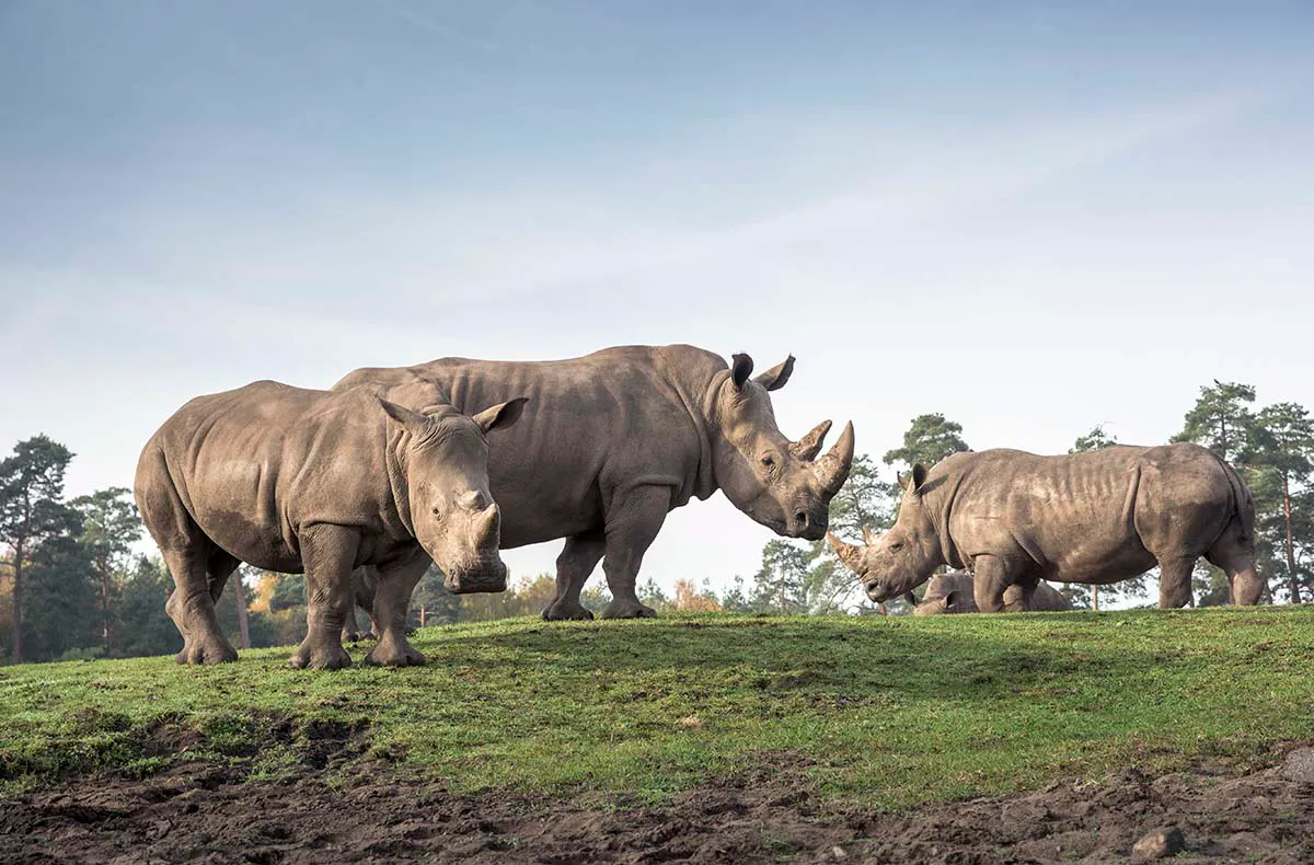 Außergewöhnlich Übernachten im Serengeti-Park für 2 (1 Nacht) - 5
