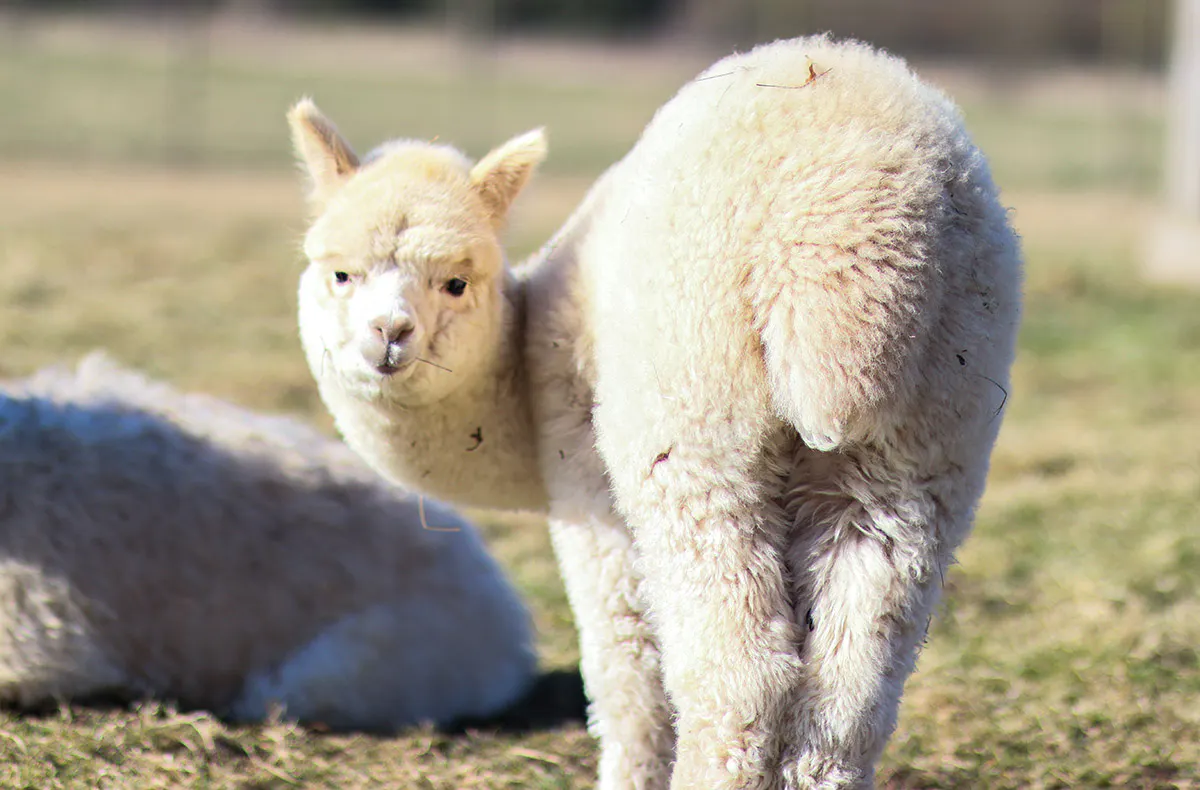 Übernachtung im Tipi Bad Salzungen für 2 (1 Nacht) - 6