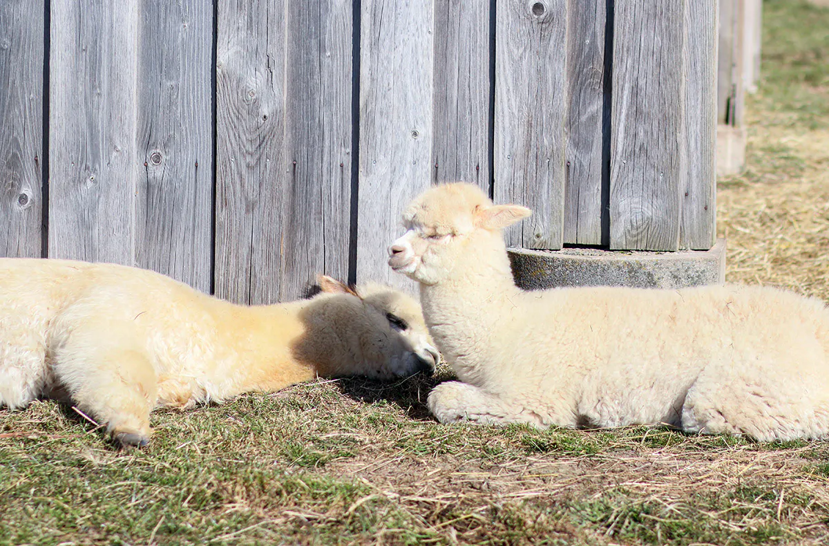Übernachtung im Tipi Bad Salzungen für 2 (1 Nacht) - 7