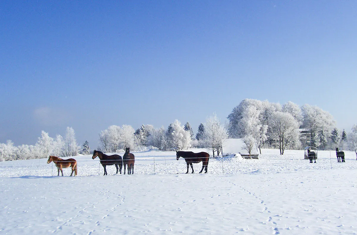 Urlaub in einer Ferienwohnung mit Hund für 2 (2 Nächte) - St. Oswald - 6