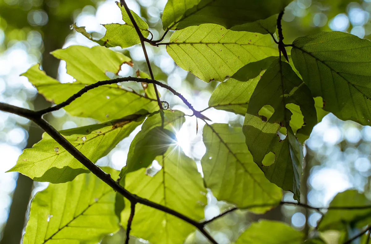 Waldbaden Wershofen - 5