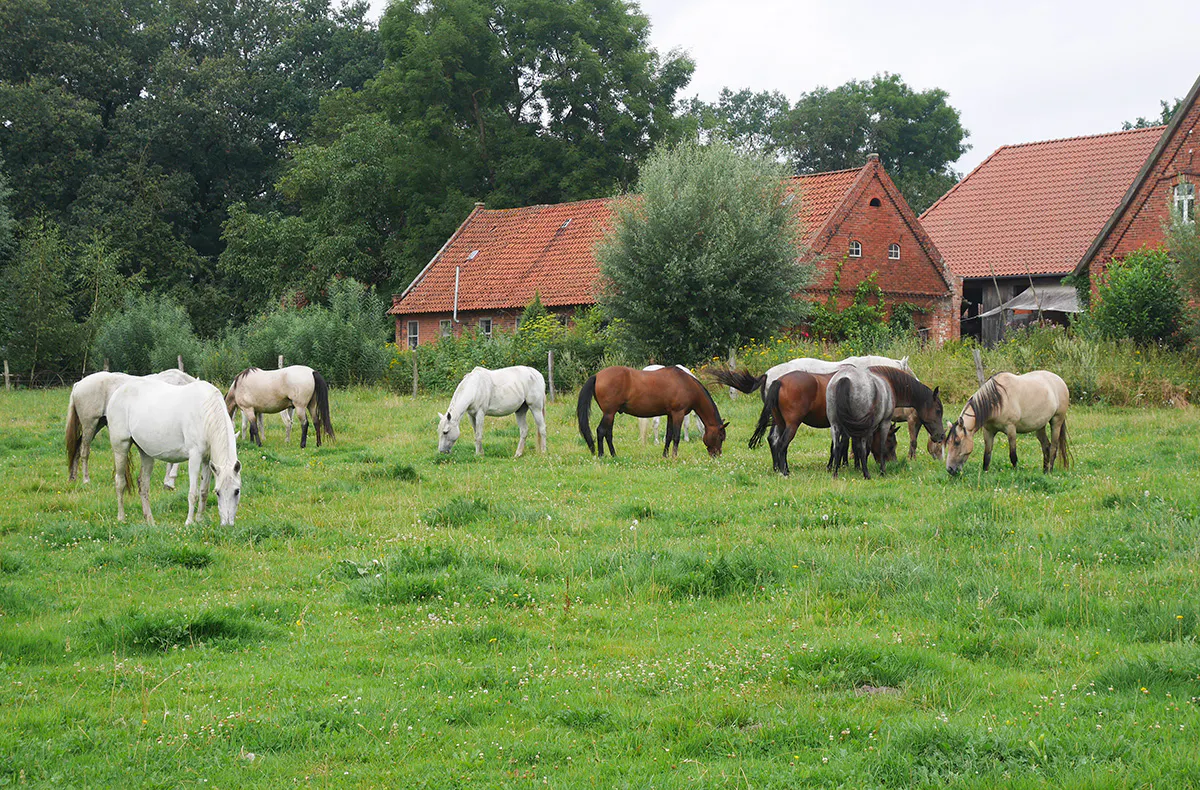 Wanderreiten Neustadt am Rübenberge - 5