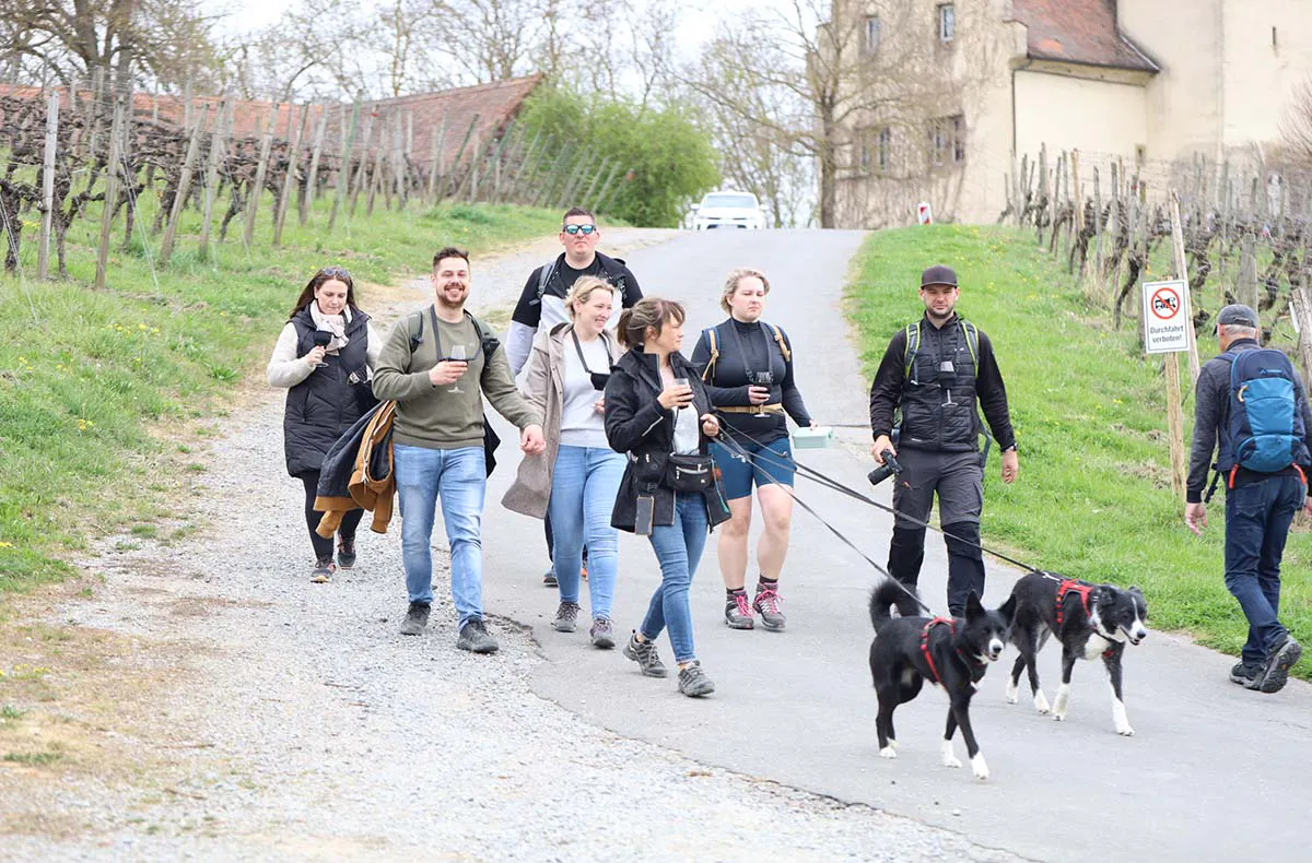 Wein-Jagd für 6 Personen Nordheim am Main - 5