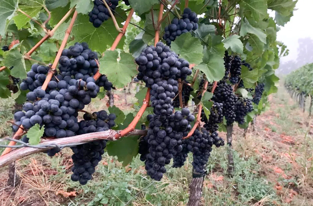 Wein Tasting München (Bayerische Tapas) - 5