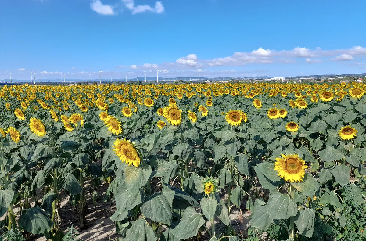 Käse & Wein Seminar Raum Wien - 7