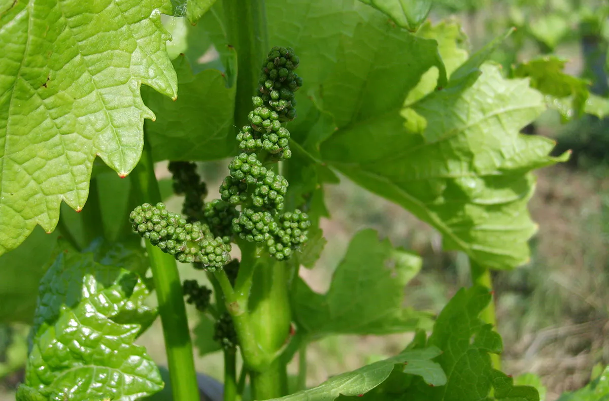 Weinbergwanderung Göcklingen - 5