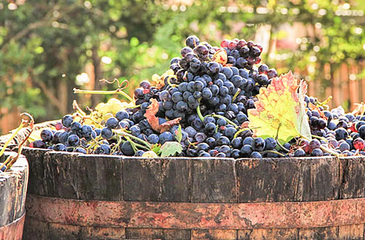 Weinbergwanderung mit Verkostung Schriesheim (alkoholfrei) - 4