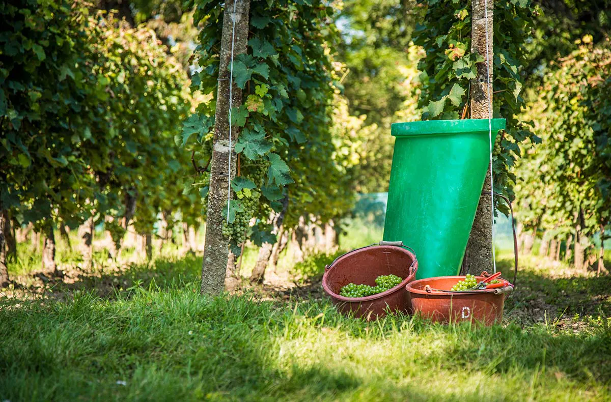 Weinprobe Naumburg - 5