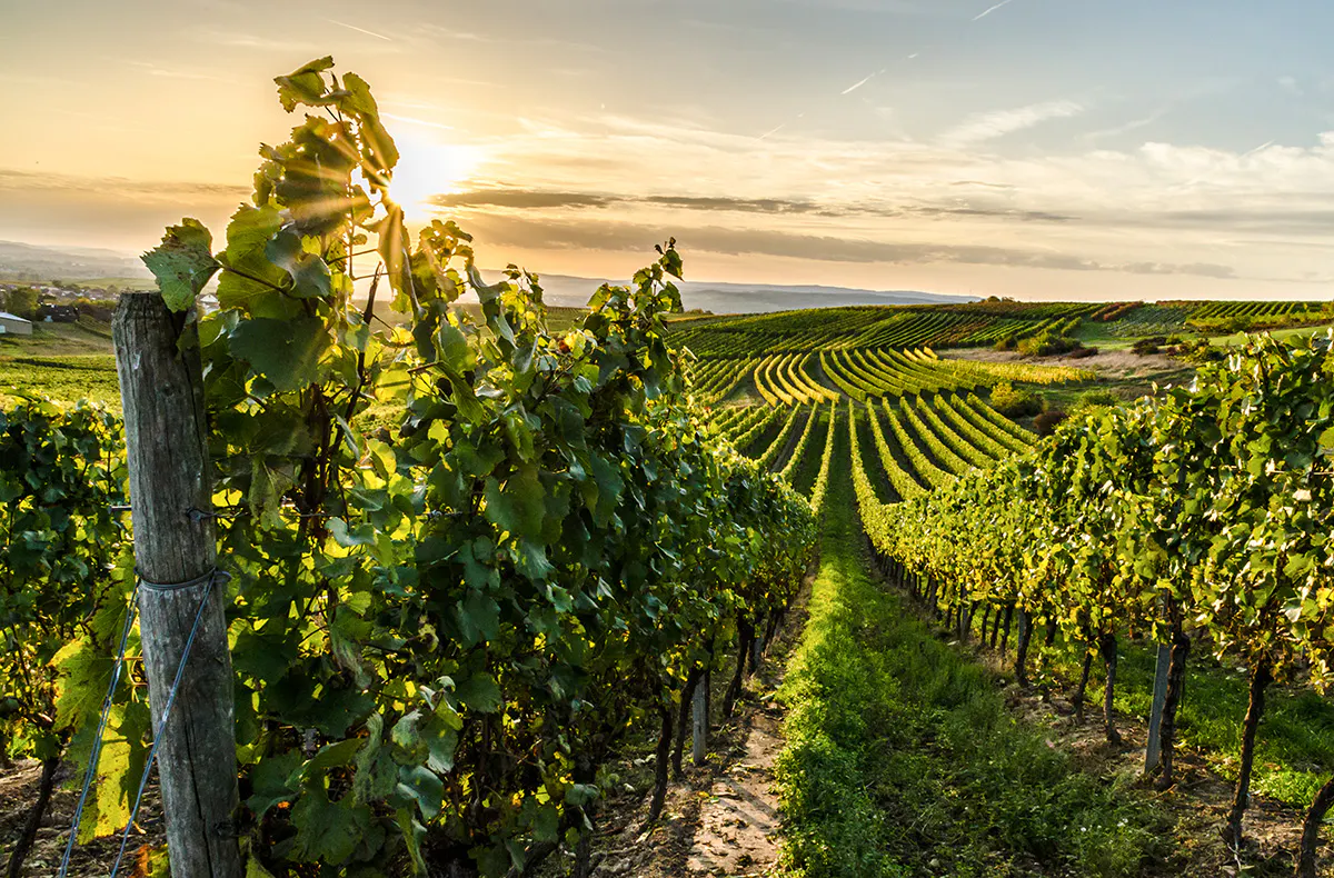 Weinreise Nebra für 2 (2 Nächte) - 7