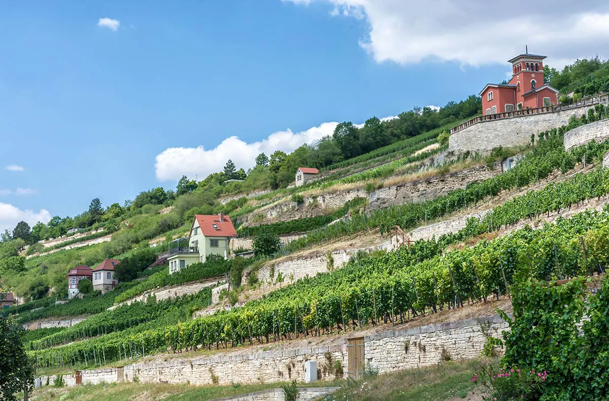 Weinseminar Rotkäppchen Erlebniswelt Freyburg - 5