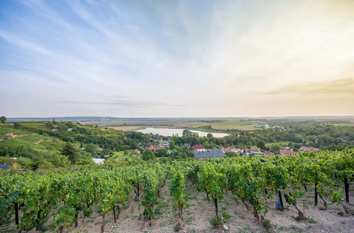 Weinseminar Rotkäppchen Erlebniswelt Freyburg - 6