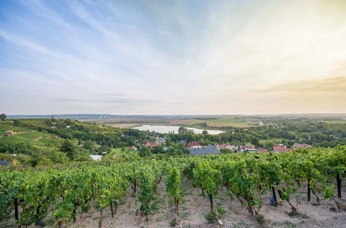 Weinseminar Rotkäppchen Erlebniswelt Freyburg - 6