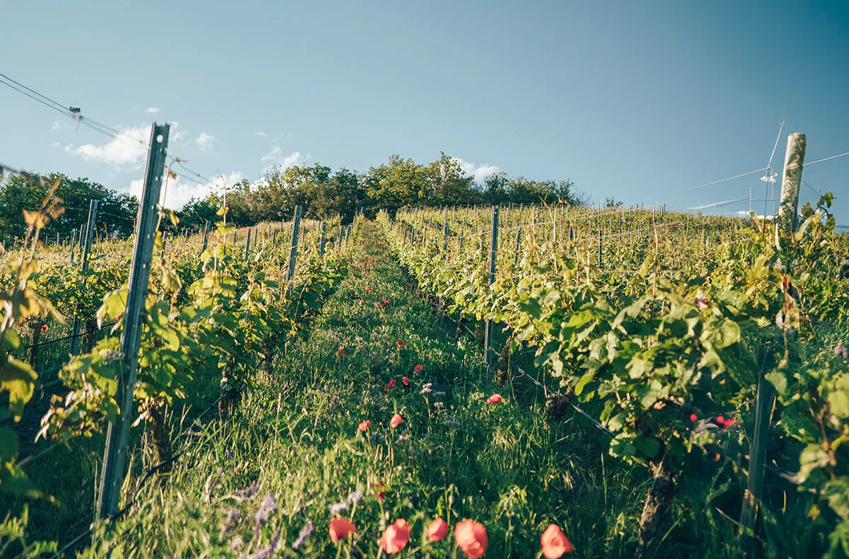 Weinseminar für Einsteiger Markt Nordheim - 4