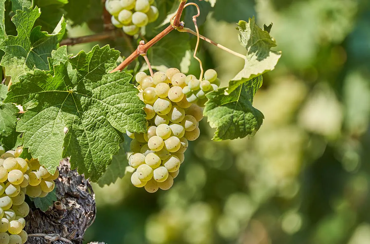 Weintour mit Weinverkostung Sankt Aldegund - 5