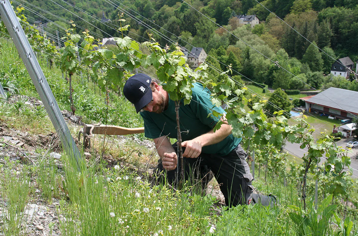 Weinverkostung für 2 Enkirch - 4