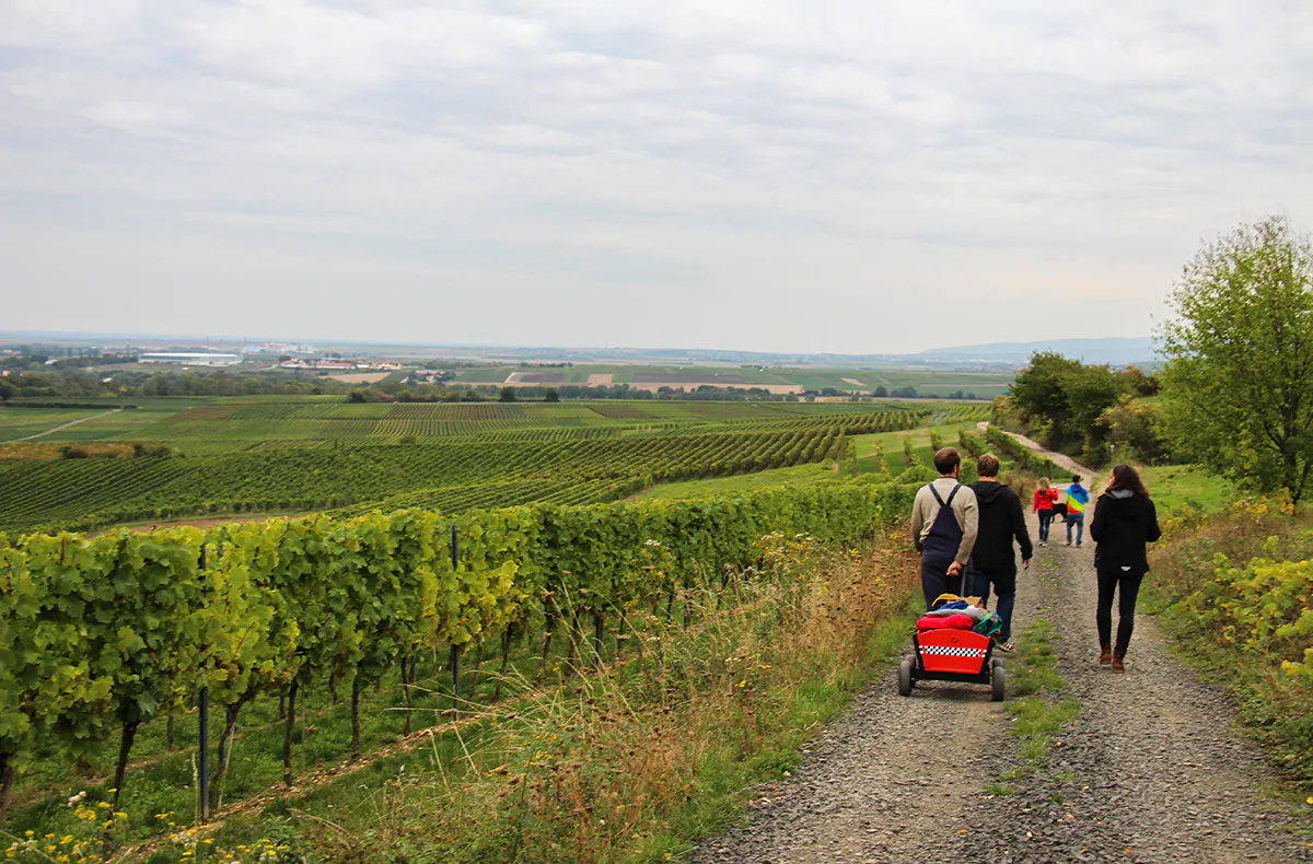 Weinwanderung Flörsheim-Dalsheim - 5