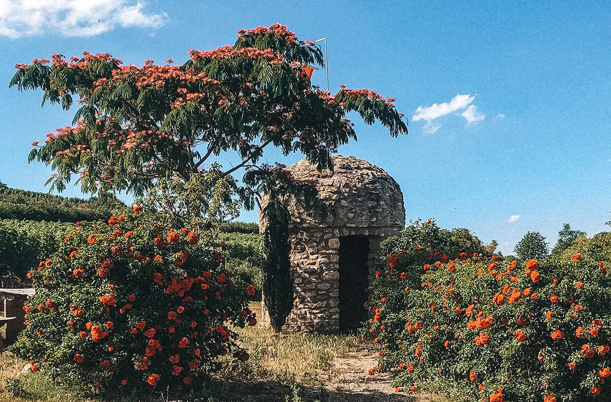 Weinwanderung Flörsheim-Dalsheim - 6