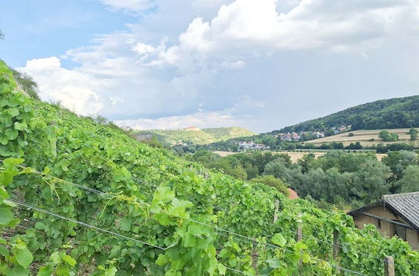 Weinwanderung Freyburg