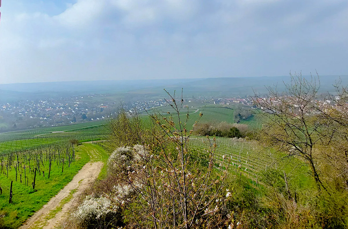 Weinwanderung Rheinhessen - 5
