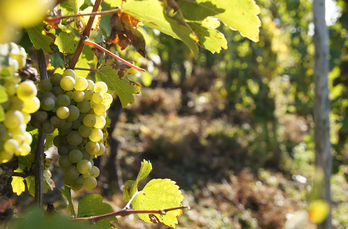 Weinwanderung und Schifffahrt auf der Mosel Cochem - 6