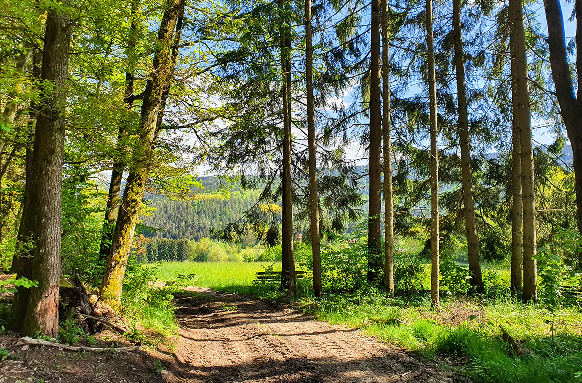 Wellnessurlaub Drachselsried für 2 (1 Nacht) - 15